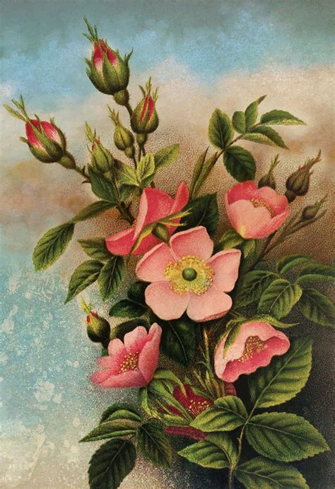 Vintage Wild Roses Print art Rose gift botanical print flower | Etsy