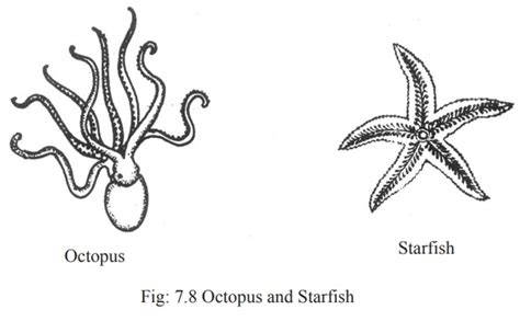 Phylum Echinodermata