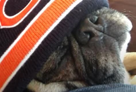 Exclusive Chicago Bears Fan Club For Dogs Only In Illinois