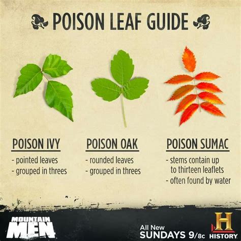 How to identify poison plants on your next hike. www.alaneinthewoods ...