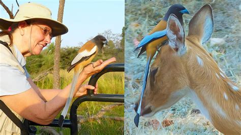 rufous treepie is a treepie, native to the Indian Subcontinent and ...