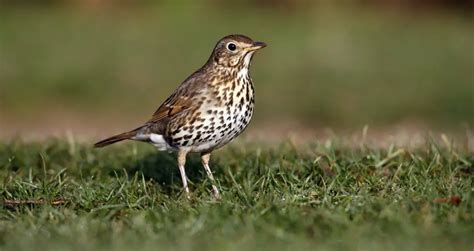 Turdus philomelos, el zorzal común conoce todo sobre esta ave