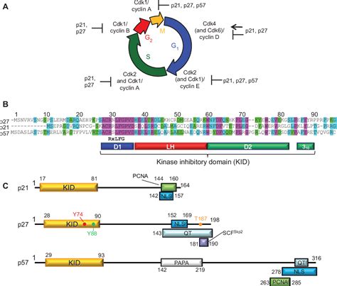 Figure 1 from Disorder-function relationships for the cell cycle ...