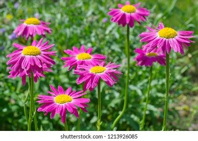 181 Pyrethrum roseum Images, Stock Photos & Vectors | Shutterstock