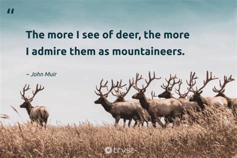 35 Deer Quotes About The Graceful Mammals with Antlers