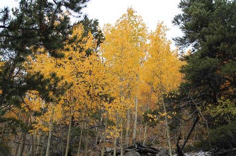 11 Amazing Hikes in Evergreen, CO You MUST Hike