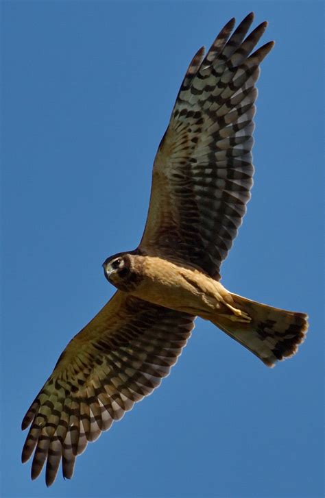 Northern Harrier | San Diego Bird Spot