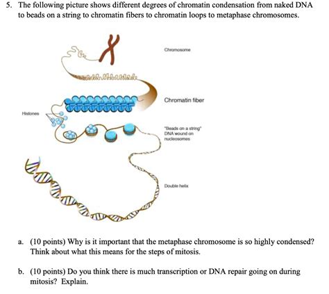 SOLVED: 5_ The following picture shows different degrees of chromatin condensation from naked ...