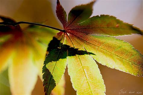 NATURE UP CLOSE - First Frost Photography