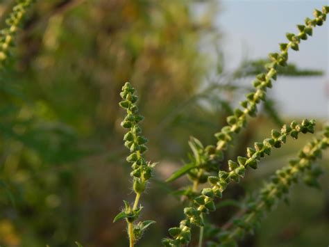 Texture of green leaves, grass in grass macro 3692919 Stock Photo at ...