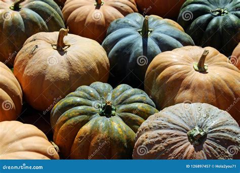 Heirloom pumpkins stock image. Image of outdoors, vibrant - 126897457