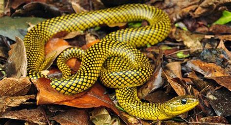 Kingdom of Golden Lancehead : Dangerous Snake Island Ilha da Queimada ...