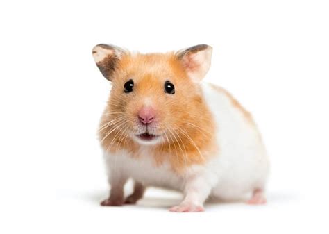 Syrian Hamster: The Most Popular Hamster Type – Hamsteropedia