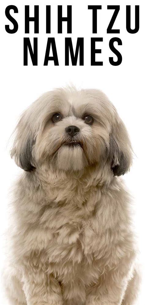 Shih Tzu Names – 200 Great Ideas for Your New Fluffy Puppy