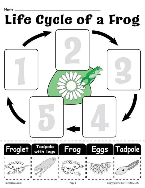 Activity Sheets On Life Cycle Of A Frog