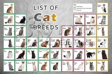 Cat , 6 Best List of Cat Breeds With Pictures : List Of Cat Breeds