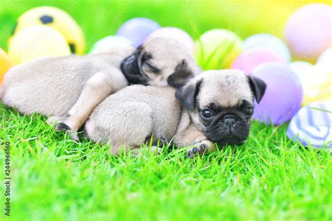 Cute puppies Pug sleeping together in green lawn after eat feed Stock Photo | Adobe Stock