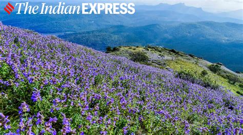 Tourists witness the remarkable blooming of Neelakurinji flowers in ...