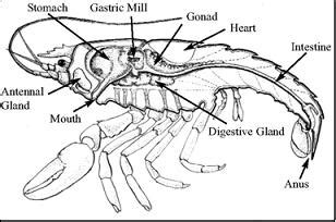 American Lobsters - The Digestive System in the Nine Phyla