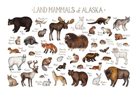 Alaska Land Mammals Field Guide Art Print | Mammals, Guided art ...