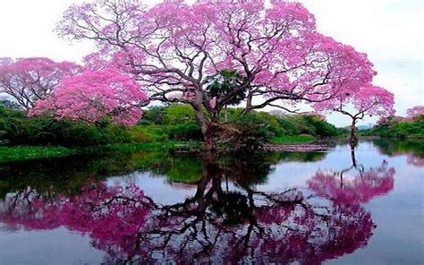 landscape photography flowers - Google Search | Beautiful nature, Beautiful tree, Nature photography