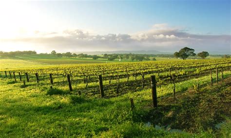 Full-Day Niagara Wine Tour - Niagara Fun Tours | Groupon