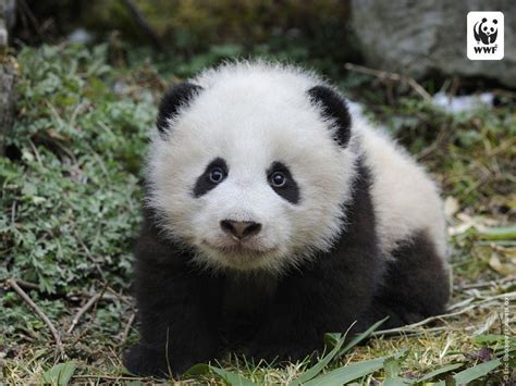 Baby Panda Bear Wallpapers