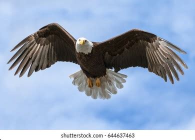 American National Symbol Bald Eagle Wings Stock Photo (Edit Now) 644637463