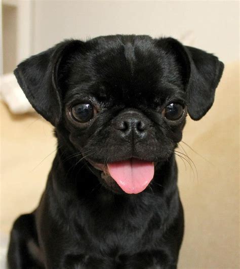 More pugs as promised, will update in the future. - Imgur Black Pug Puppies, Cute Puppies, Dogs ...