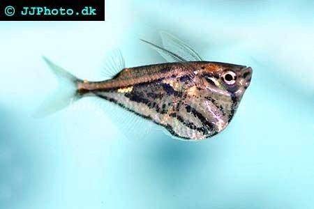 How to care for Marbled hatchetfish (Carnegiella strigata)