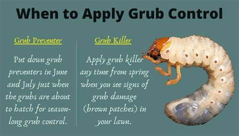 When to Apply Grub Control [Best Time to Treat Your Lawn] | CrabgrassLawn