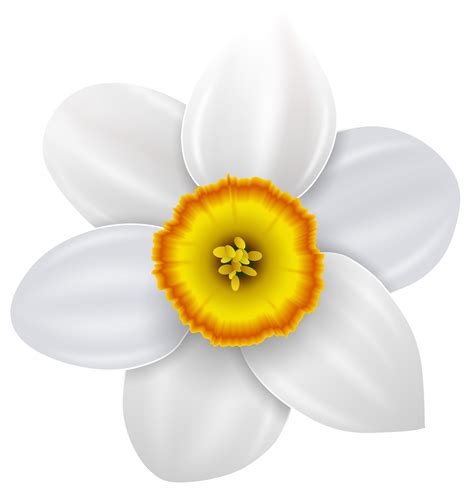 Narcissus Flower Clipart | Free download on ClipArtMag