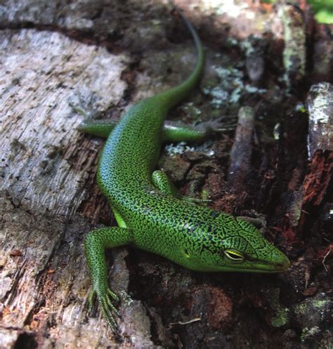 Live photo of the Green Tree-skink (Lamprolepis smaragdina) in Lazi,... | Download Scientific ...