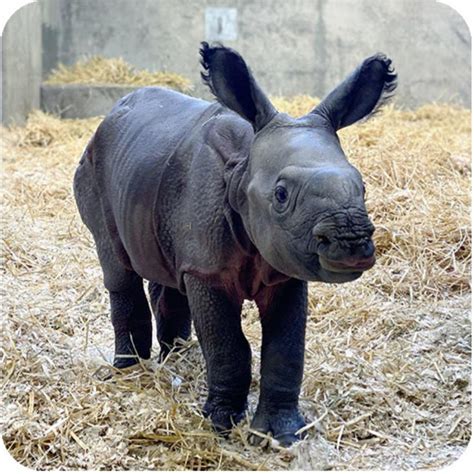 Baby rhino just born at the Denver zoo : r/Eyebleach