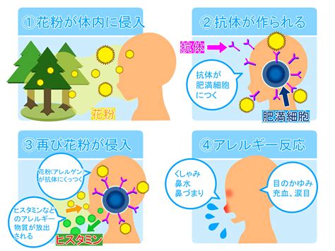 ゾレアについて | 花粉症の注射