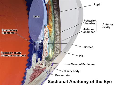 Ciliary body - Wikipedia