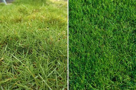 Which Grass Type Is Better: Zoysia vs Bermuda