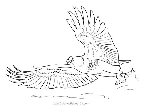 Bald Eagle Fishing Coloring Page for Kids - Free Hawks and Eagles Printable Coloring Pages ...