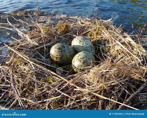 Seagull eggs stock photo. Image of season, bird, stone - 11954332