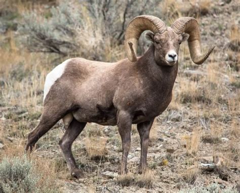 Bighorn Sheep | Wild Kratts Wiki | Fandom