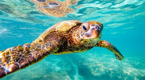 Sea Turtle Conservation Efforts Around World | The Great Projects