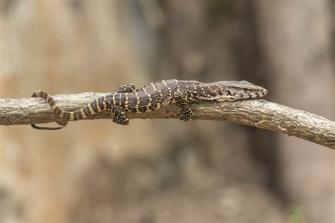 Bengal Monitor lizard | Rahul Alvares