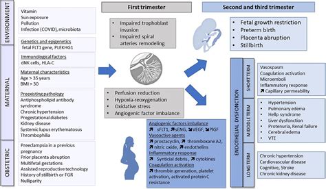 Frontiers | Preeclampsia and Venous Thromboembolism: Pathophysiology ...