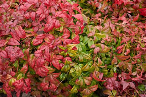 How To Grow Nandina Domestica ‘Heavenly Bamboo’