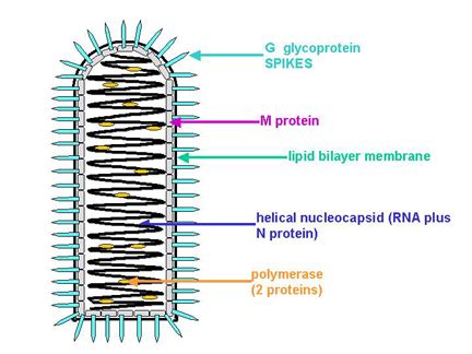 Rabies Virus Structure and Pathogenesis - Learn Microbiology Online