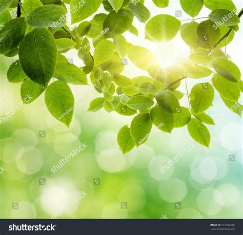 Natural Green Background Selective Focus Stock Photo 117590338 - Shutterstock