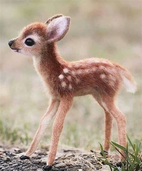 a cute baby deer : r/WOAanimals