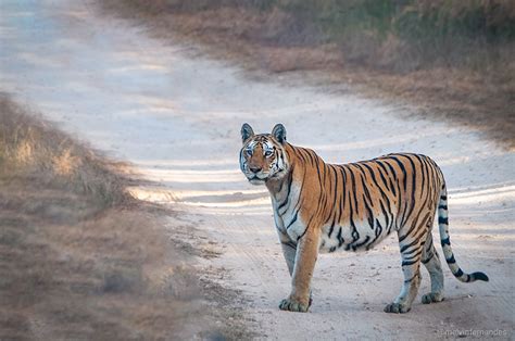 Pench Tiger Reserve - Wildusk