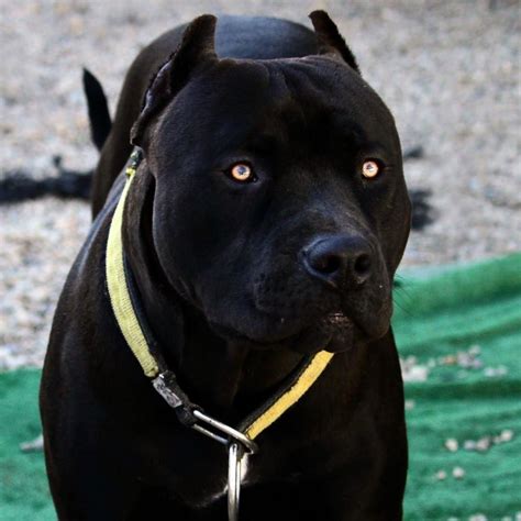 prague the black pitbull - Google Search | Pitbull terrier, Dogs, Pitbulls