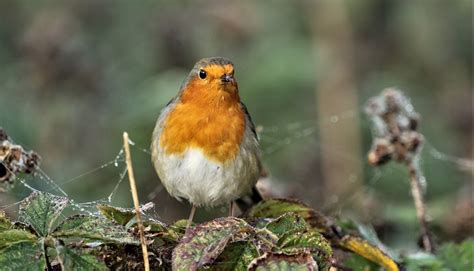 Bird Robin Redbreast - Free photo on Pixabay